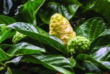 Noni fruit or Indian Mulberry Morinda citrifolia, is a tree in the coffee family, Rubiaceae. Its native range extends through Southeast Asia and Australasia, and the species is now cultivated throughout the tropics and widely naturalized.